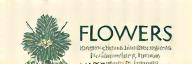 Logo Achelous Flowers